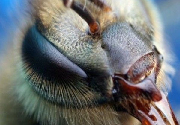 13910707000241_PhotoL زنبور عسل