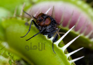 ونوس مگس خوار