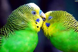 یکی از زیباترین خبرهای سال جاری را بخوانید 189907 یکی از زیباترین خبرهای سال جاری را بخوانید