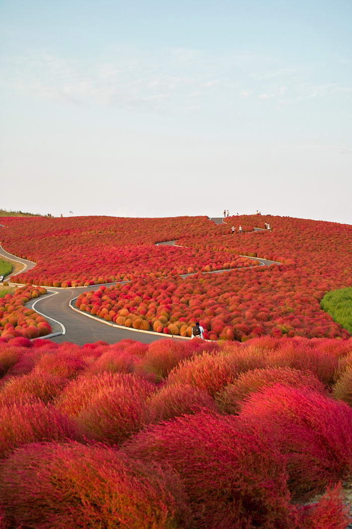 Hitachi-Seaside-Park