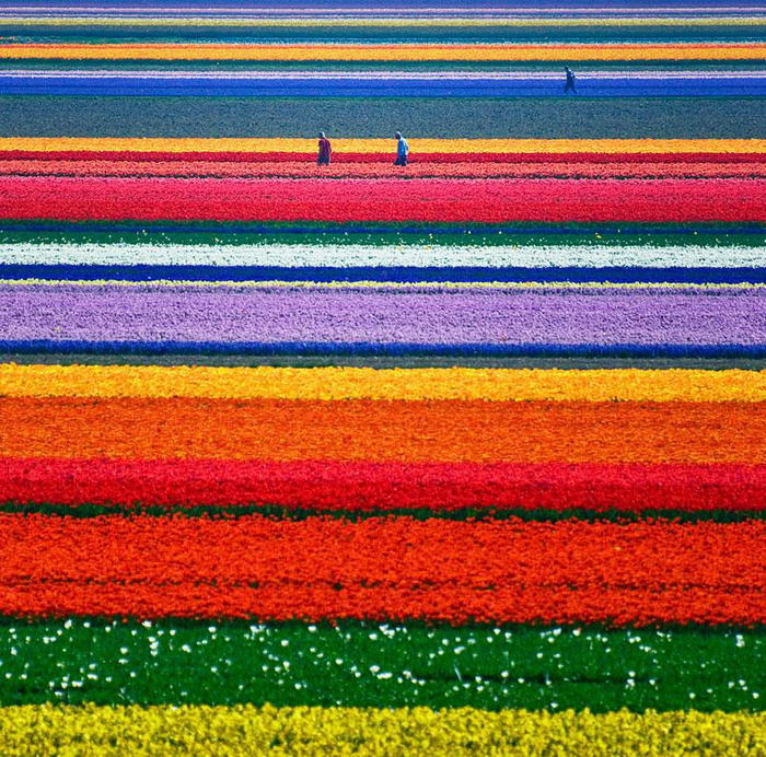 Tulip-Fields