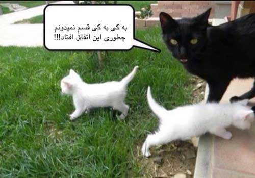 014558001397568454_mihanfal-com (13)