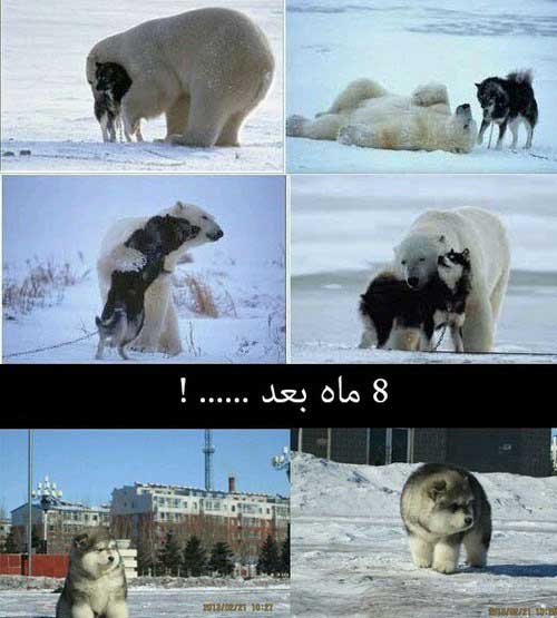 014558001397568454_mihanfal-com (7)