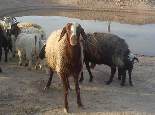450012001397400414_mihanfal-com (1)