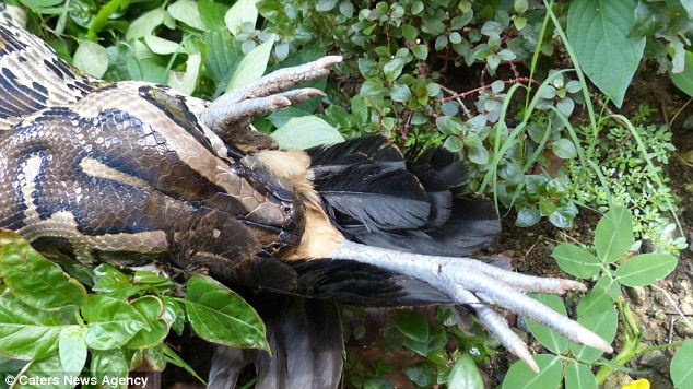 ماساژ افعی ماساژ افعی