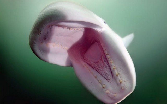 دیدنی های امروز دیدنی های امروز