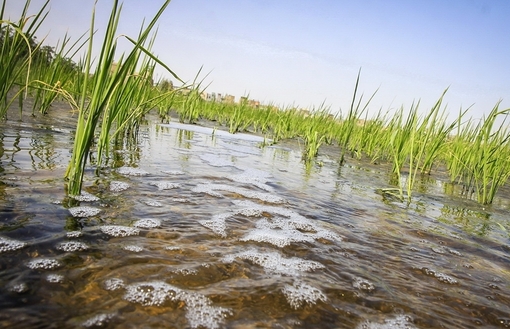 جاری شدن آب های آلوده و فاضلاب پایتخت به سمت جنوب تهران ، از جمله زمین های کشاورزی شهرستان ری (فیروزآباد ری) چندسالی است کشاورزان این مناطق را به سمت کاشت برنج سوق داده است!!/IRNA  