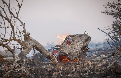در حادثه آتش‌سوزی در منطقه ییلاقی روستای دشت پارک ملی گلستان، نزدیک ۱۰۰ هکتار از این زمین‌ها در آتش سوخت. خوشبختانه این آتش به دست محیط‌بانان ‌کامل خاموش شد./TASNIM  