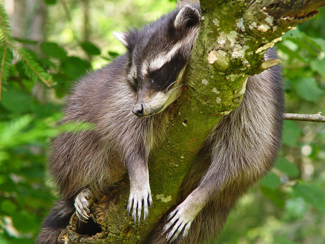 خواب خوش /عکس