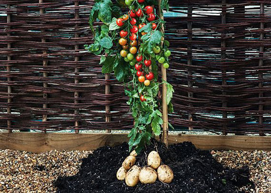 tomtato-plant