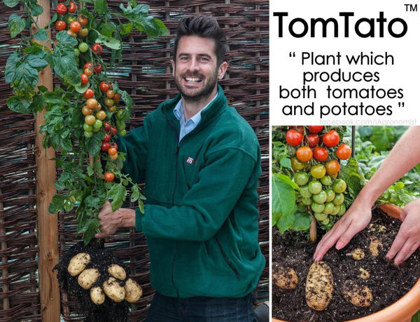 tomtato-plant