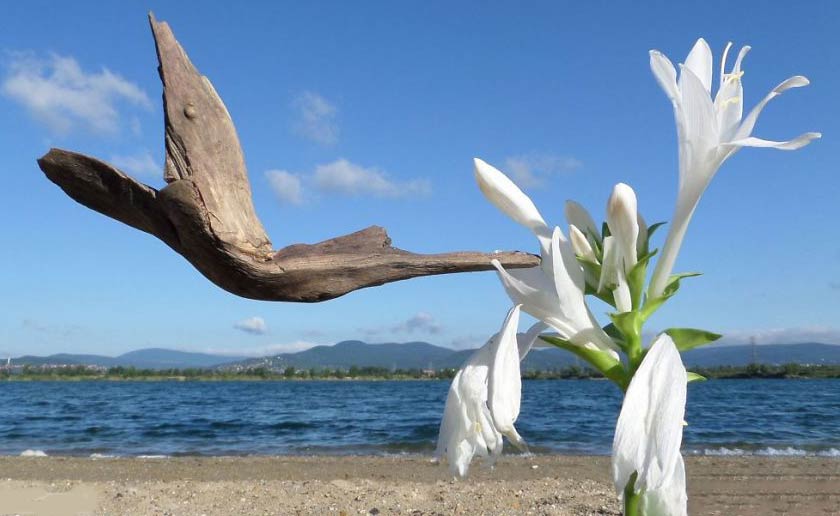 ۶۲۵۶۵۸ - mihanfal.com (6)