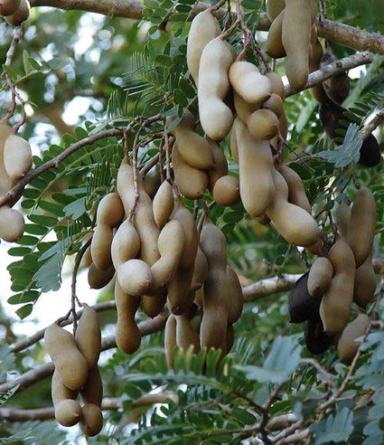 ۶۶۱۸ - Mihanfal.com (1)