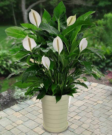 ۰۰۰۷۶۱۳۲۸۷