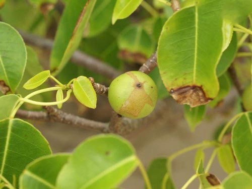 33027 - Mihanfal.com (2)