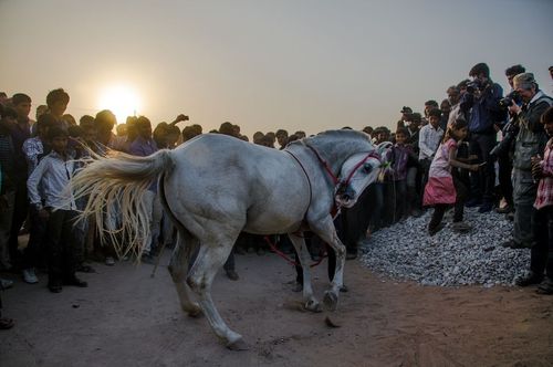 رقص اسب در جشنواره ای سنتی در راجستان هند