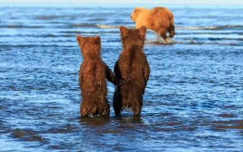دو توله خرس چشم به راه تلاش مادر برای شکار ماهی در دریاچه ای در آلاسکا