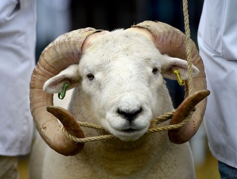 نمایشگاه سالانه احشام در دورست انگلیس