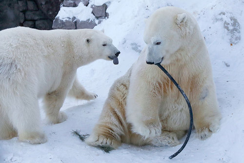 خرس های قطبی 7 و 10 ساله باغ وحش کرسنویارسک روسیه