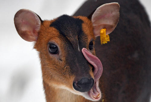 باغ وحش لایپزیک آلمان