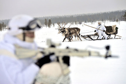 گوزن های سورتمه ران – روسیه