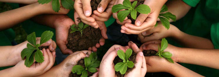 بهترین زمان برای تعویض محل گیاهان