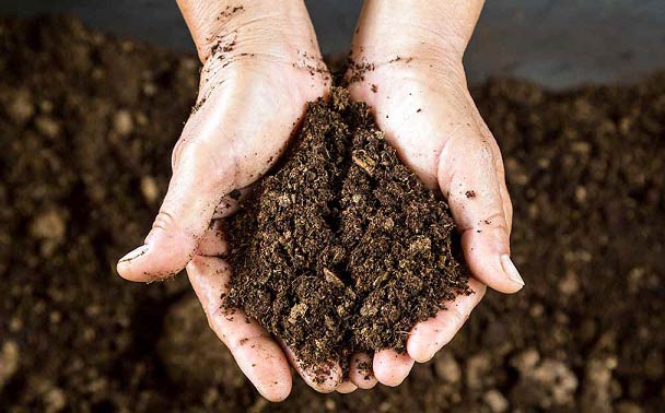 پیت ماس چیست و چه کاربردی دارد؟