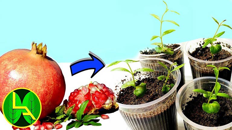 آموزش کاشت انار در گلدان