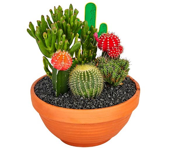 چرا اندازه کاکتوس من کوچک شده؟