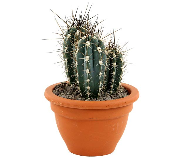 چرا اندازه کاکتوس من کوچک شده؟