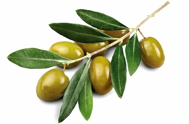 خواص عرق برگ زیتون