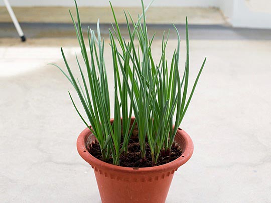 آموزش کاشت سبزی در گلدان