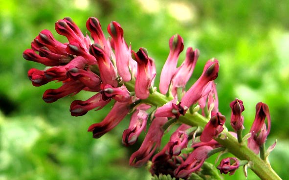 خواص عرق شاتره