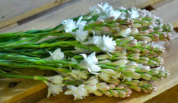 آشنایی با نحوه نگهداری گل مریم
