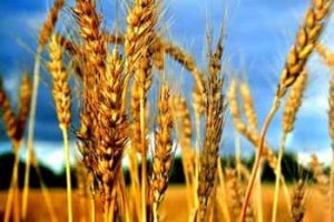 !<مدیر غله برای جداسازی گندم‌های آلوده آزاد شد>!