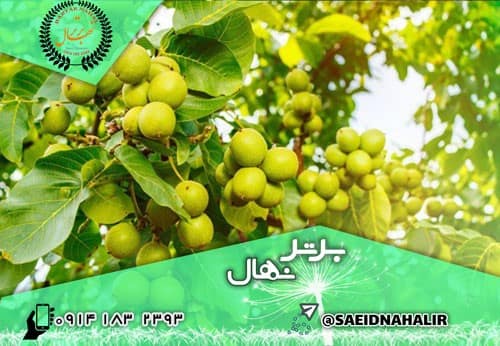 خرید نهال از بزرگترین تولیدکننده نهال در کشور