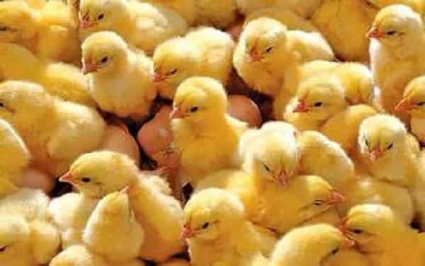 محیط‌ زیست: با جوجه‌کُش‌ها برخورد جدی می‌شود