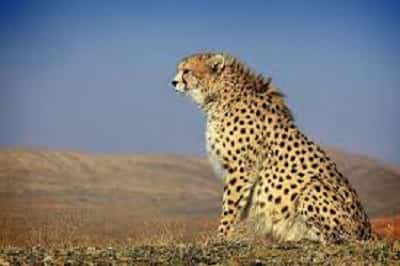 تصاویری از پلنگ ایرانی یافت شده در جزیره اشک
