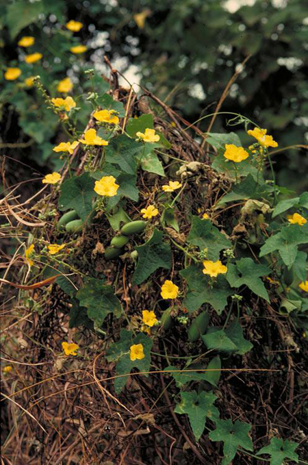 خواص خیار مصری